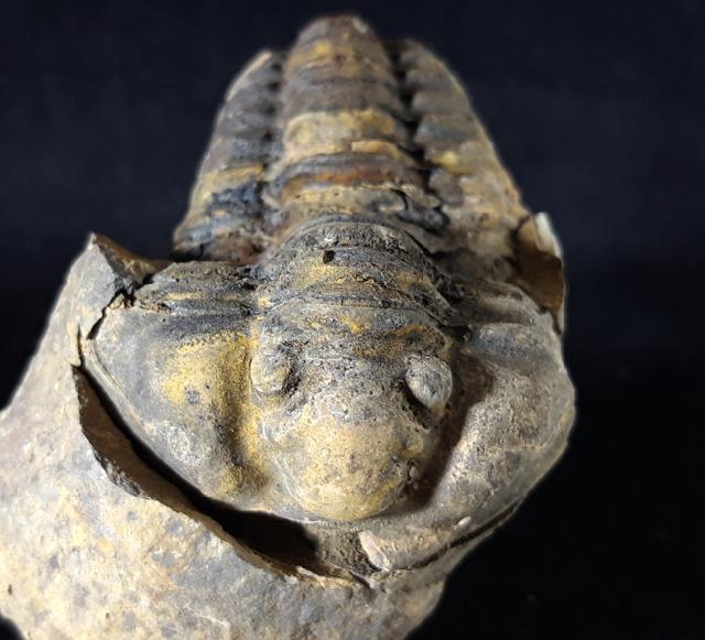 Flexicalymene ouzregi (DESTOMBES 1966) - Bild © FossNet FossilienStore